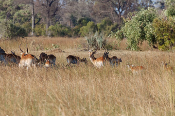 Springbok