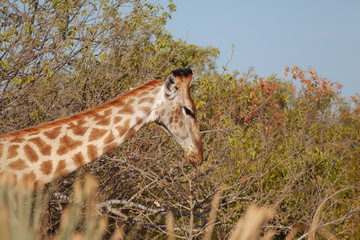 Giraffe