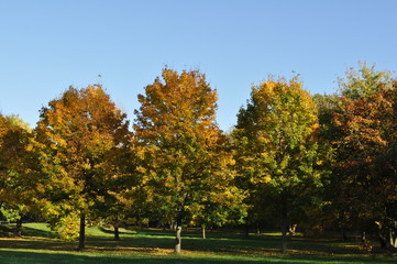 Herbs Tree Herbst Baum