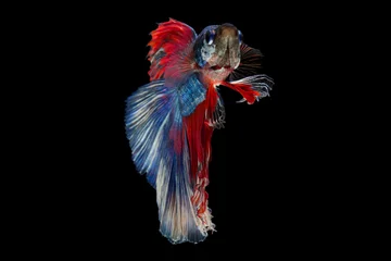 Foto op Canvas The moving moment beautiful of siam betta fish in thailand on black background. © Soonthorn