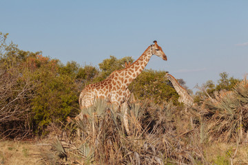 Giraffe
