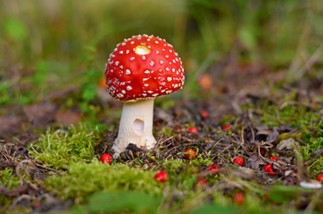 Fly agaric growing in the ground with moss and rowan berries