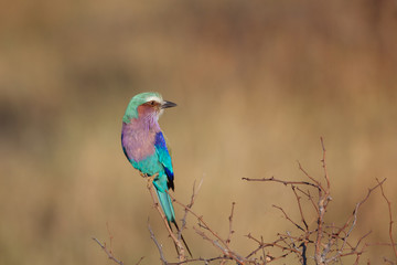 Lilac bird 