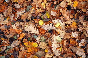 background of autumn colored leaves