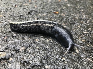 Schwarze Wegschnecke
