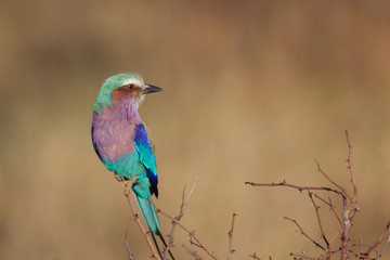 Lilac bird 
