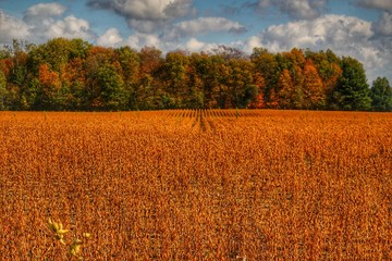 9018 - Fall on Murphy Lake III (9018-TRE-101317-0217P)