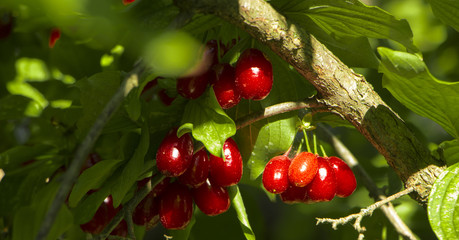 Ripe fruits of Cornelian cherries Cornus mas as a background