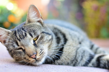 Sleepy cat in love Romania 