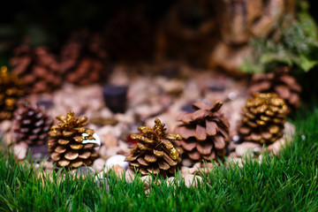 Obraz premium Beautiful cones forest bumps on the grass macro photography of cones