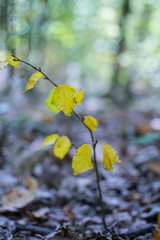 Small tree autumn