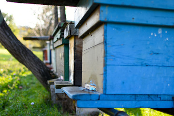 Bees house