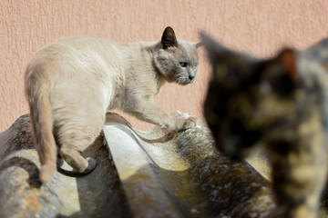 James Bond cat lovely