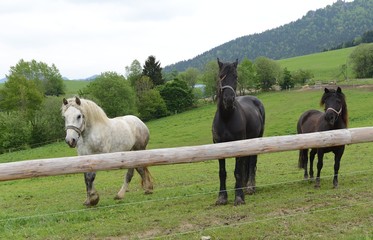 Obraz premium Horse pasture on the green field in the farm