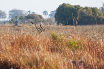 Naklejka premium Springbok