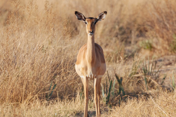 Springbok