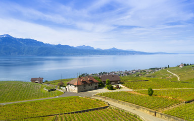 Lake Geneva. Along the shore of Lake Geneva. Vineyards and homesteads. The village in the background.