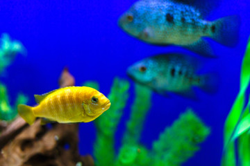 Fototapeta premium Yellow fish on coral reef fish keeping blue water background