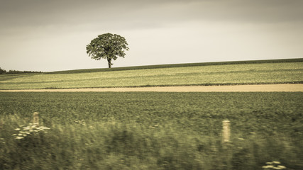 Fototapeta premium On the way to. A trip along meadows and fields. Tree in the background. Blur in the foreground. Reality of movement.
