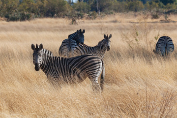 Zebra