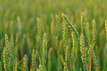 Green wheat field close-up. Wheat ears in a field, agriculture background