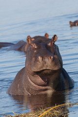 Hippopotamus in the Okavango river 