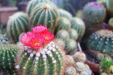 Obraz premium Collection of cacti with some in flower