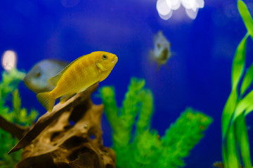 Yellow fish on coral reef fish keeping blue water background