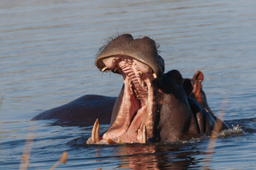Hippopotamus in the Okavango river  - 176748628