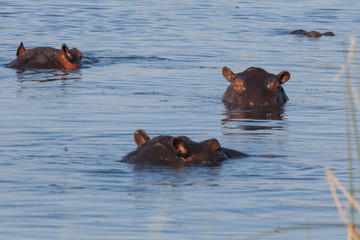 Fototapeta premium Hippopotamus in the Okavango river 