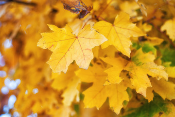 Obraz na płótnie Canvas Background with autumn leaves