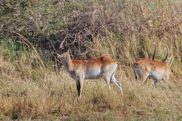 Naklejka na ściany i meble Red lechwe antelope in Botswana
