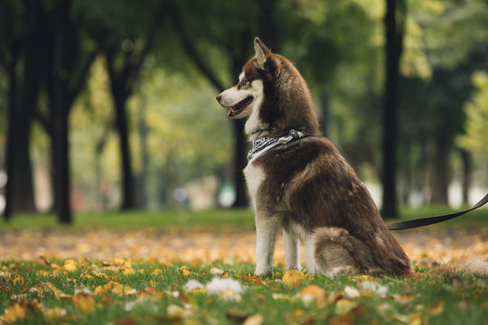 Portrait of dog husky sitting in park