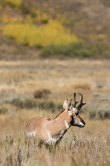 Pronghorn Antelope Buck in Fall
