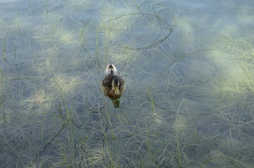 Duck on transparent lake Banyoles, Girona, Spain