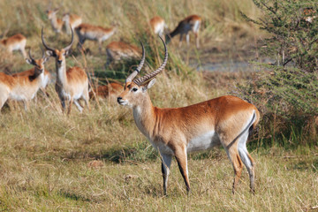 Red lechwe antelope in Botswana - 176749225