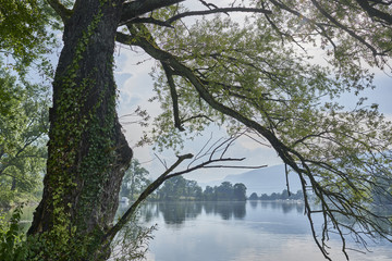Silberweide an der Aare