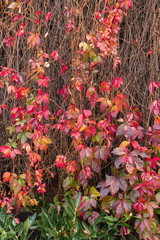 Autumn twigs and leaves