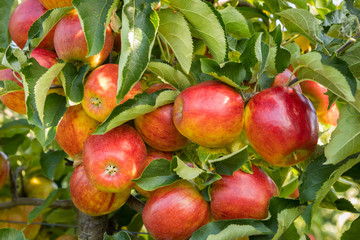 reife Äpfel an Baum