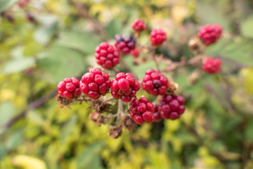 Ripe and red blackberries / Ripe and red blackberries on blurred green background
