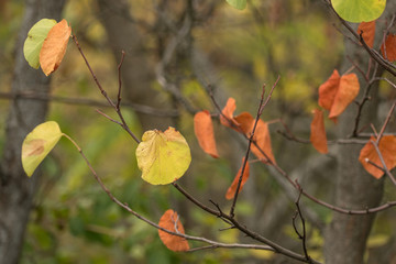 Branch with yellowing leaves / Autumn tree with dry withered leaves 