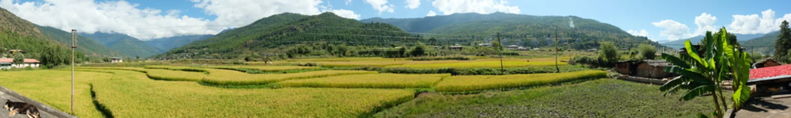  Panoramic landscape of rice terrace, mountains and a backyard in Paro, Bhutan © Sharoh