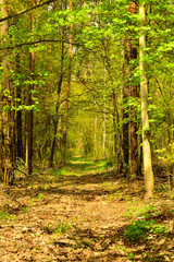 Leśna droga w gęstym letnim lesie.
