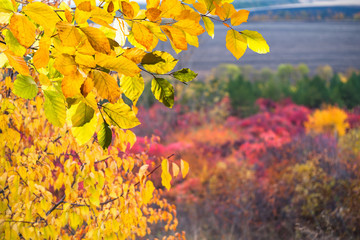 Background with autumn leaves