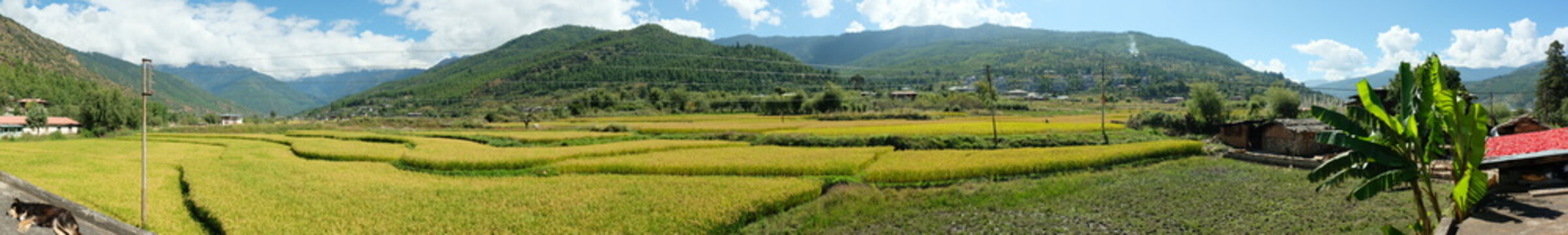 Panoramic landscape of rice terrace, mountains and a backyard in Paro, Bhutan