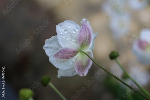 Fleur Anémone Japon Zoom Goutte Pluie Stock Photo And