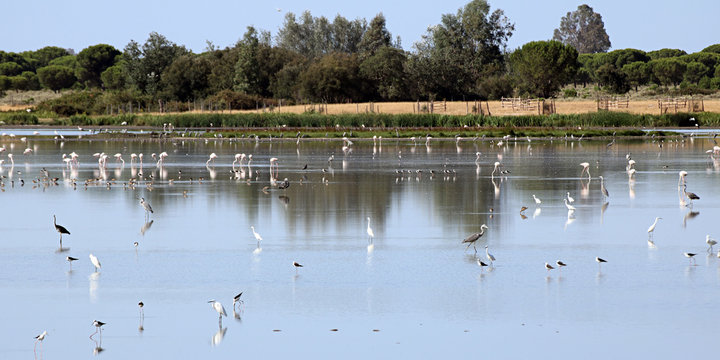 Marisma en Do&ntilde;ana