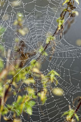 dew drops on spider web, close up