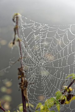 dew drops on spider web, close up