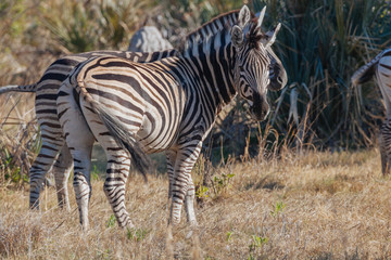 Zebra